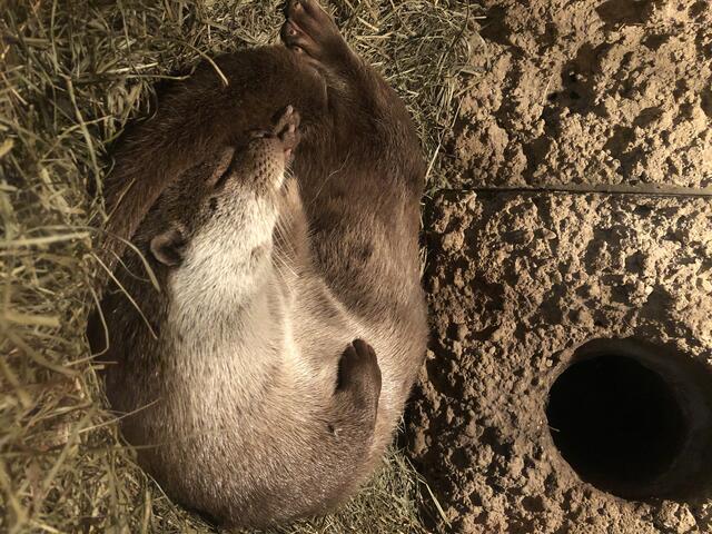 Der Fischotter hat sich bereits zum schlafen gelegt. | Foto: sm