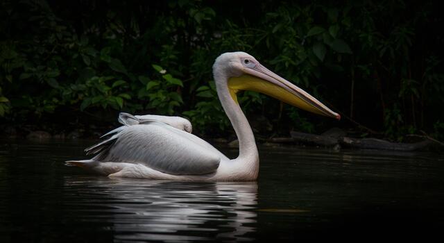 Wer ist der Pate der rosa Pelikane? Der Tiergarten sucht händeringend nach dem jungen Mann, der diese Ehre gewonnen hat.  | Foto: Julian Sturmberger