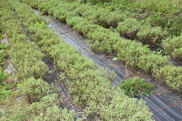 Das abgeerntete Cola-Kraut in Pabneukirchen.  | Foto: Zinterhof