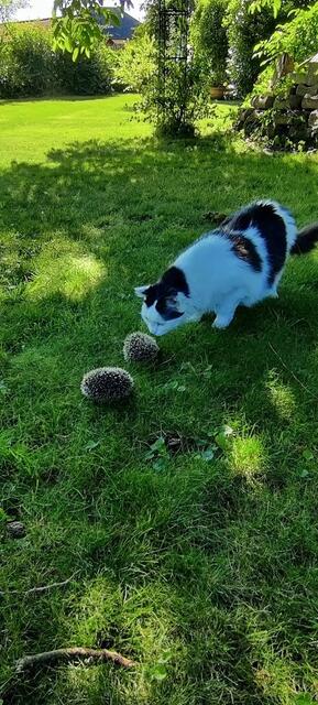 Auch Tiere fühlen sich im Garten wohl und kommen auf Besuch. | Foto: Karasek