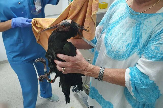 Ein verletzter Waldrapp wurde im Steyrtal gefunden und von der Tierrettung des Tierparadies Schabenreith geborgen. Der Vogel wurde erstversorgt und in die Tierklinik Sattledt gebracht. | Foto: Tierparadies Schabenreith