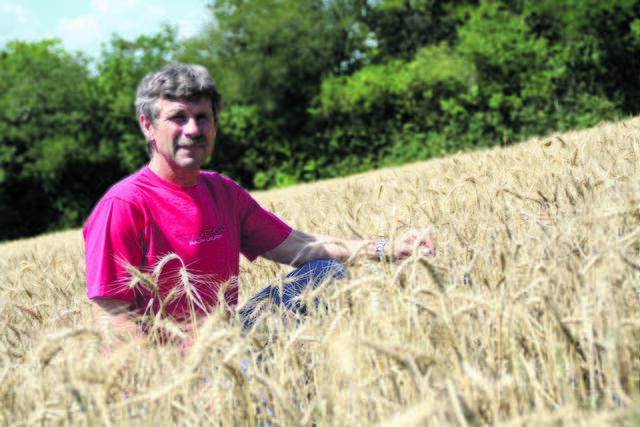 Die Oberlaaer Bauern um Obmann Rudi Wieselthaler setzen auf einen Mix. Der Winter-Hartweizen wird etwa zu Nudeln verarbeitet. | Foto: Karl Pufler