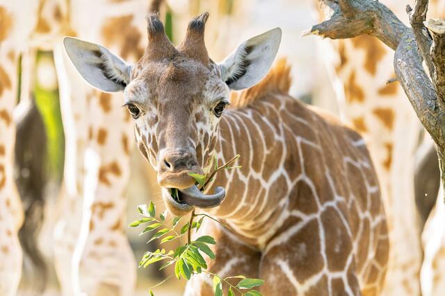 Dem anderen Giraffenmädchen Amari geht es gut. Sein Name stammt aus der in Westafrika gesprochenen Sprache Yoruba und bedeutet „Stärke“. | Foto: Daniel Zupanc