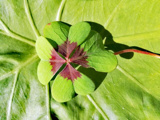 ... wünsche ich dir!  | Foto: Elisabeth Paukovitsch