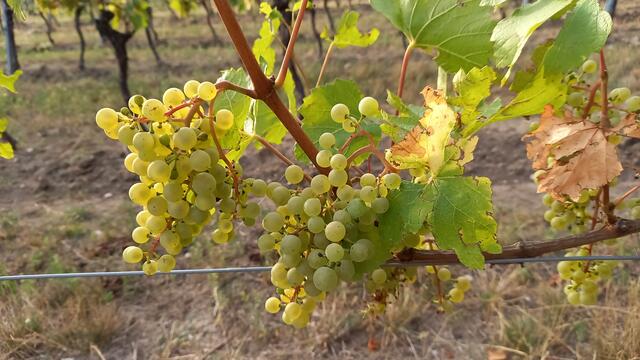 Trotz großer Trockenheit sind die Weintrauben bereit zu wachsen und zu gedeihen. 
DANKE an dieser Stelle auch allen 🤗 Weinbauern. | Foto: M. M. A.