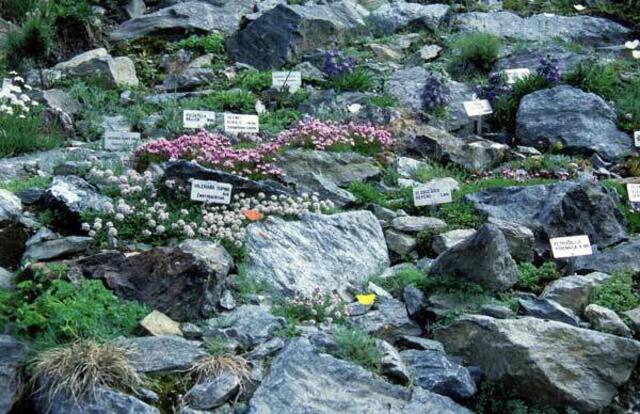 Pflanzenvielfalt und Erklärungen im Alpengarten | Foto: Institut für Botanik