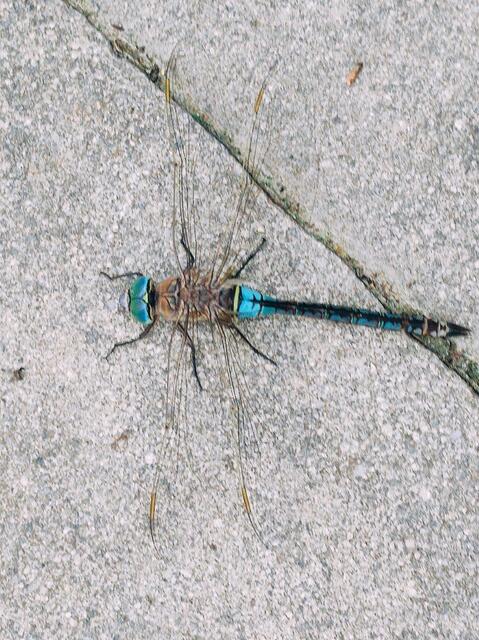 Fast hätte ich sie nicht bemerkt, dabei ist diese Libelle gute 10cm groß.Beim Brunnen im Schatten lässt es sich gut rasten.