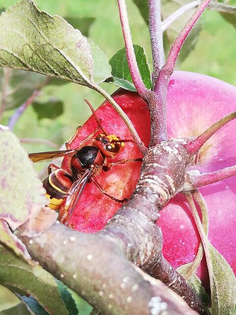 Foto: Elisabeth Paukovitsch