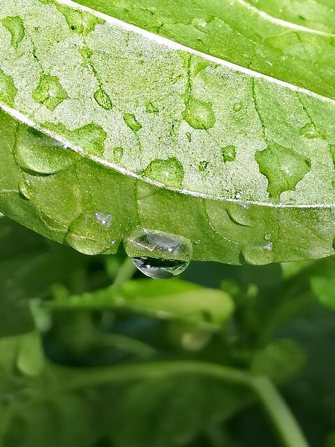 Foto: Elisabeth Paukovitsch