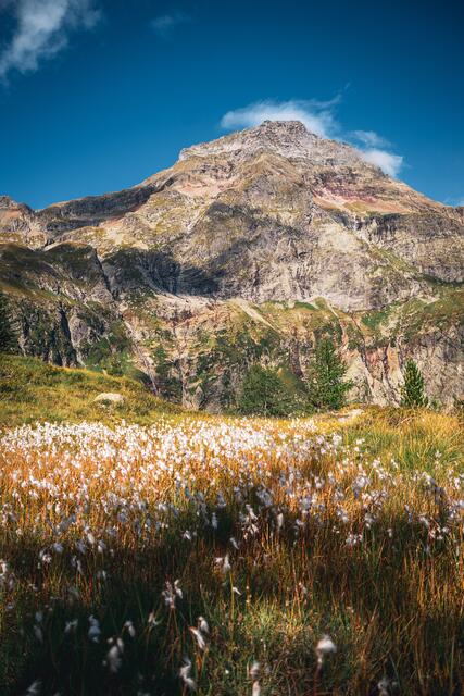 Wollgras vor dem Hochgolling