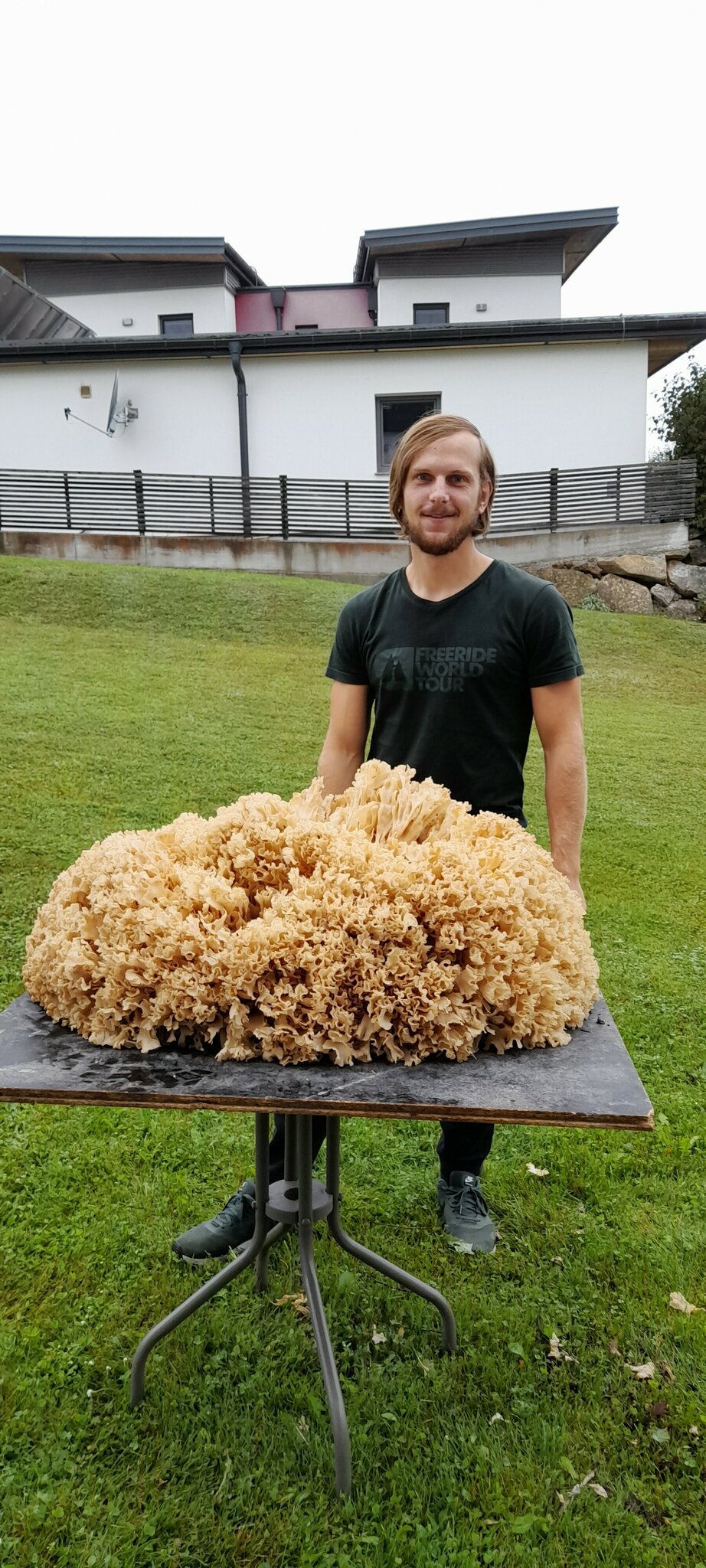 Parasitische Pilzart: Riesige Krause Glucke im Eisenbilderwald gefunden ...