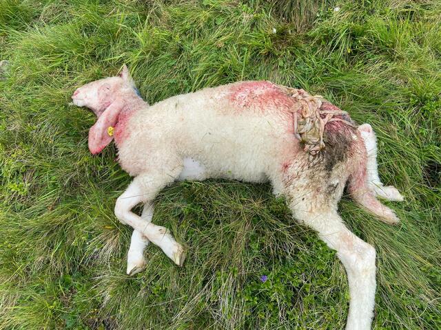 Nachdem in Tulfes acht Schafe tot aufgefunden wurden, besteht die Sorge einer Wiederholung. | Foto: Symbolbild/Zeitungsfoto.at