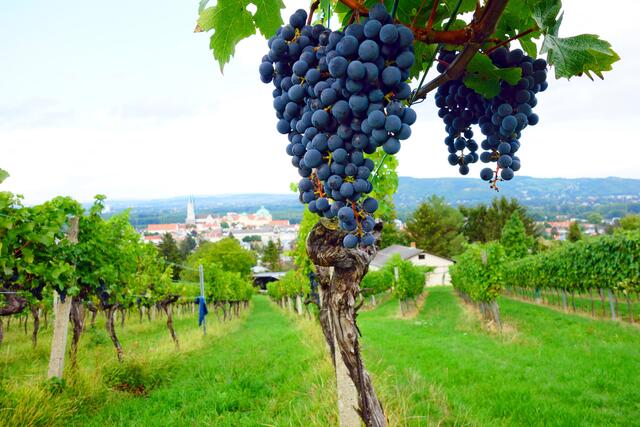 Die Weine in der Region reifen zurzeit. | Foto:  Hans Ludwig
