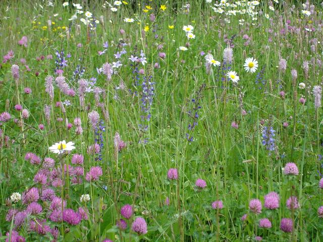 Eine naturnahe, artenreiche Blumenwiese, die sehr wichtig für den Naturschutz ist, kann jeder anlegen. | Foto: Foto: Arge NATURSCHUTZ