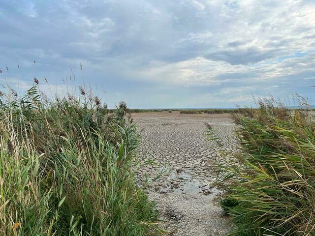 Auch am Neusiedler See (hier bei Illmitz) zeigt sich das Ausmaß der aktuellen Trockenheit. | Foto: Kathrin Haider