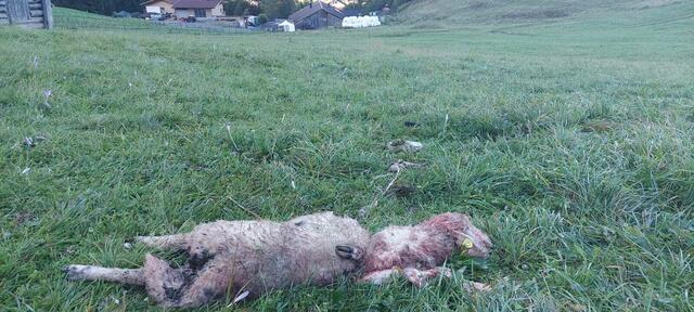 Das Schaf wurde nur wenige Meter oberhalb des Ehrwalder Siedlungsgebietes gerissen. | Foto: Wilhelm