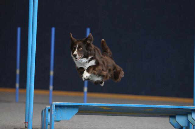 Blitzschnell und geschickt: Von 22. bis 25. September zeigen die Champions in Agility in Schwechat, was sie drauf haben. | Foto: ÖKV