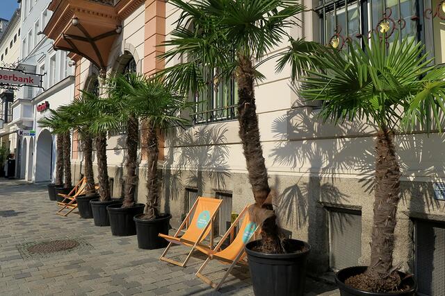 Das grenzübergreifende Stadtmarketing startete Mitte Juni zum dritten Mal die Aktion "Wir sind Sommer". Rund 100 Palmen holen karibisches Flair nach Braunau und Simbach am Inn. | Foto: Stadtmarketing Braunau.Simbach.Inn