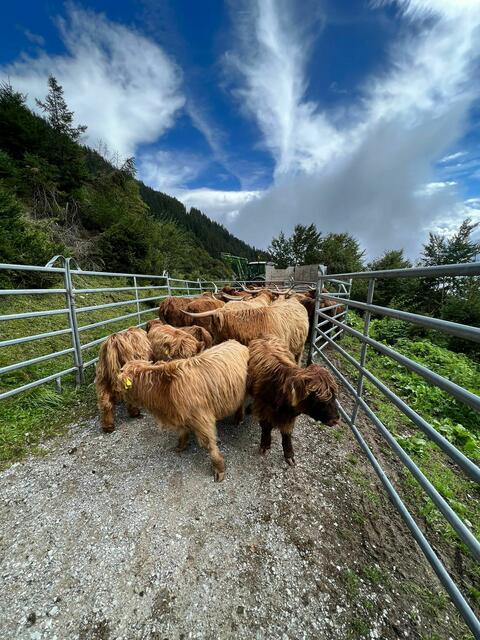 Ab ins Tal hieß es am 15. September für die 24 Kühe und dem einen weißen Kalb von der Höttinger Alm. | Foto: Schlechter