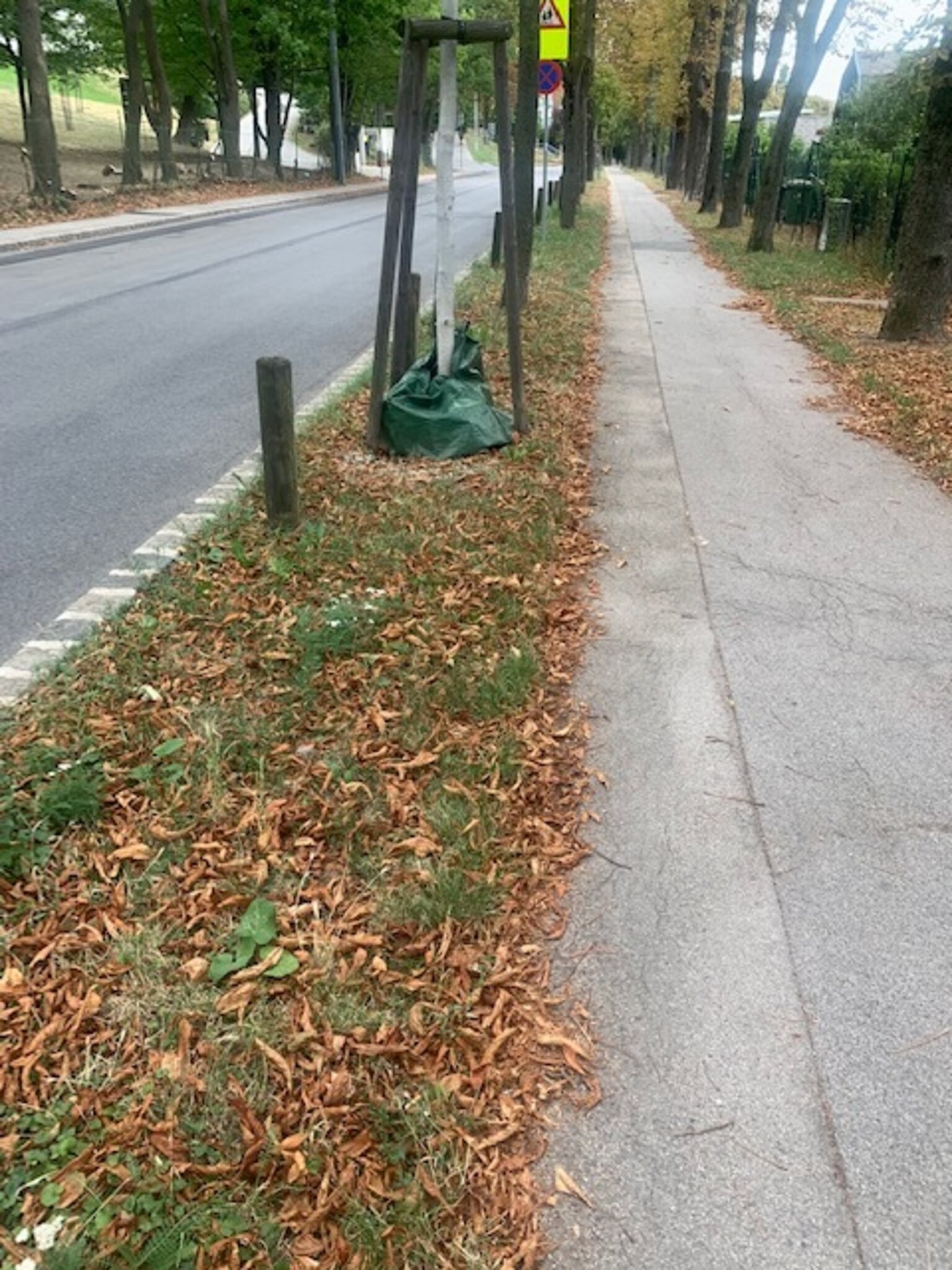 Kastanienminiermotten-Befall in Ottakring: Das Altlaub muss dringend