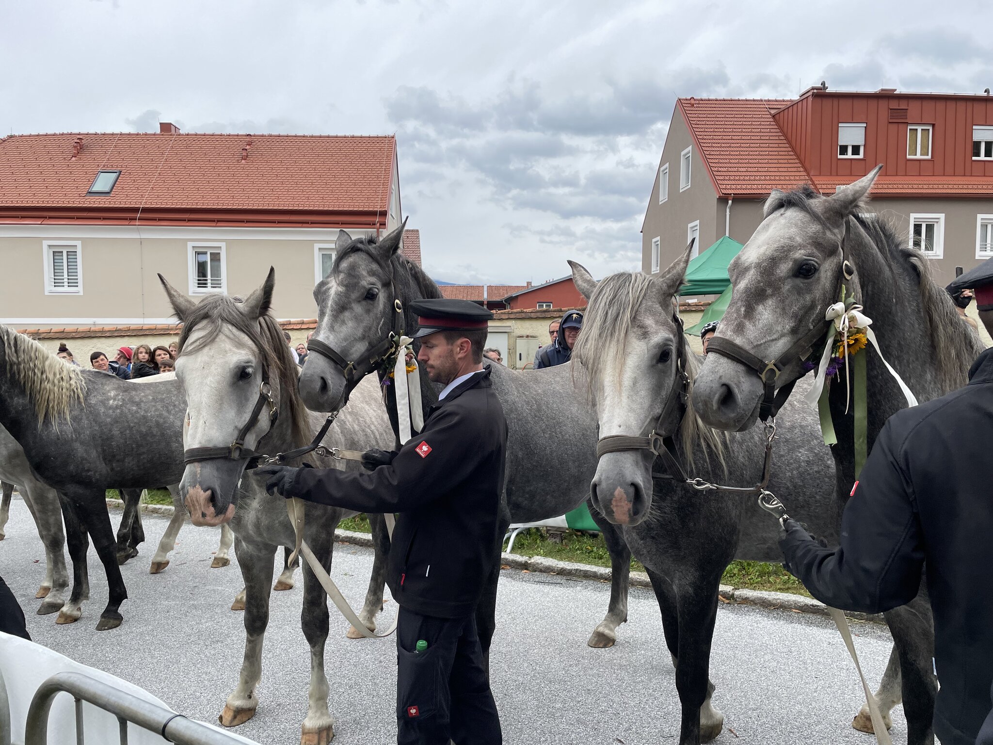 bildergalerie-der-lipizzaner-almabtrieb-in-k-flach-und-maria-lankowitz