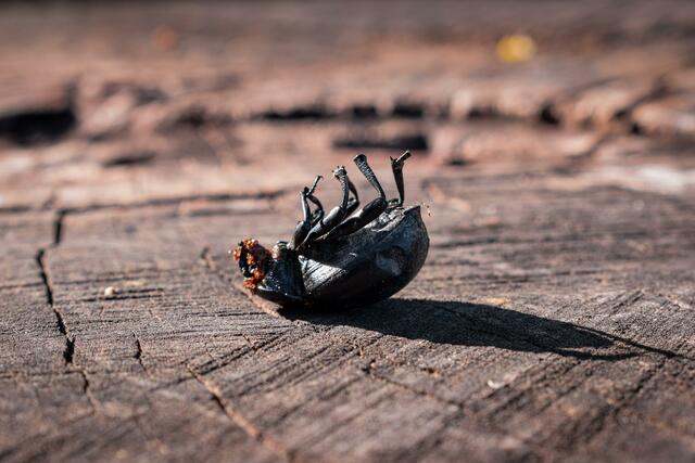 Nur ein toter Käfer? Bis zu 80% der heimischen Insekten sind in nur 30 Jahren verschwunden! | Foto: Eckhart Herbe
