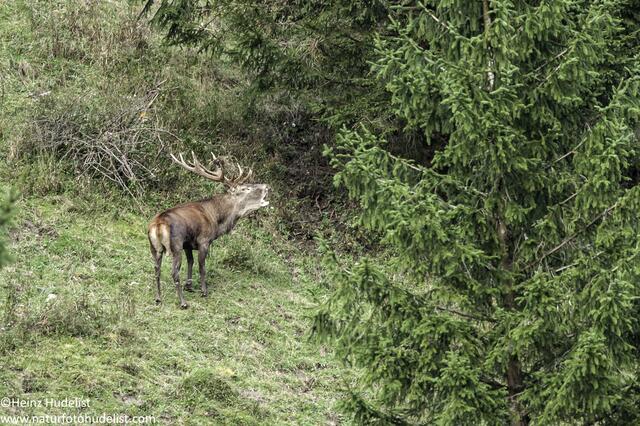 Der Nationalpark Kalkalpen bietet in der Hirschbrunft Ranger-Touren zum Hirschlosen an.  | Foto: Bundesforste/Hudelist