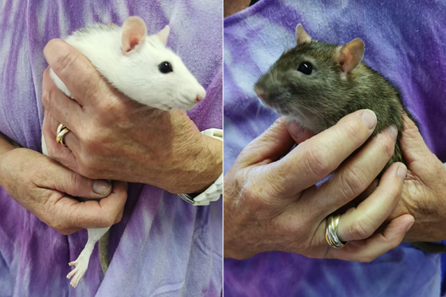 Zwei Ratten wurden unversorgt nach der Delogierung einer Wohnung zurückgelassen.