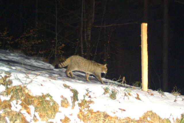 Die Katze, die durch das Dornbirner Berggebiet streift, ist eine Europäische Wildkatze. | Foto: Büro für Wildökologie &amp; Forstwirtschaft, Dornbirn