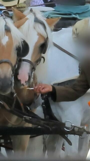 Hier sieht man, wie ein Fiakerfahrer einem Pferd die scharfe AKS-Paste in den Mund schmiert. | Foto: VGT.at