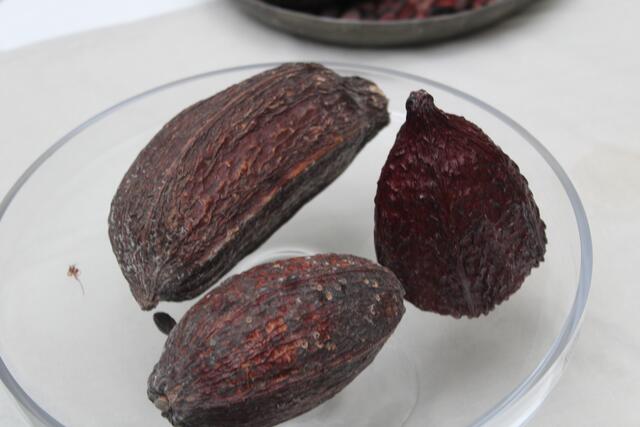 Früchte des Kakaobaums bei Berger.  | Foto: Johanna Janisch