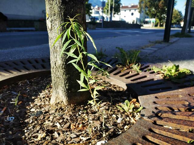 Eine Cannabis-Pflanze wächst mitten am Gehsteig der Volderer Bundesstraße B171. | Foto: Kendlbacher