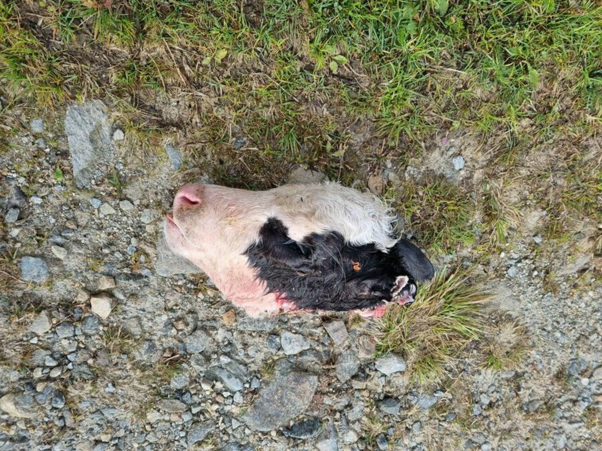 Arge Bilder aus Maltatal: Wolf riss Kalb auf Alm von Star-Kabarettist ...