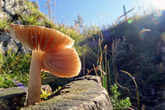 Schwammerl grüßt Gipfelkreuz!