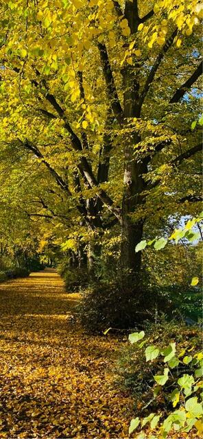 "Wie schön die Blätter sich alljährlich verfärben; 
der Herbst ist des Jahres schönstes, farbiges Lächeln!"