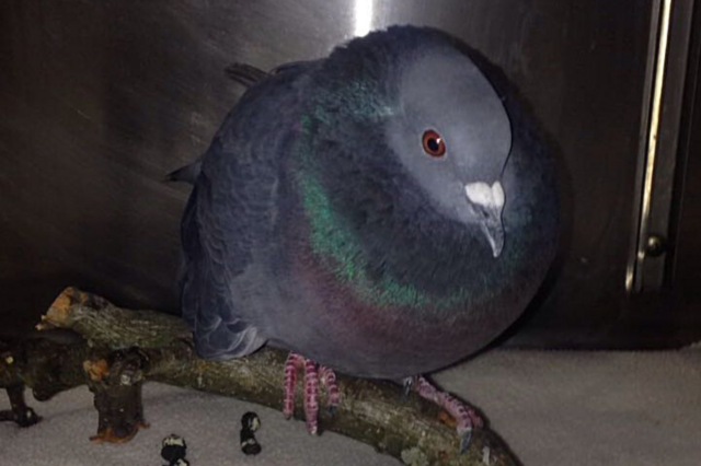 Bei Katzenbissen benötigen verletzte Tiere sofort Antibiotikum um eine Überlebenschance haben. Diese Taube aus Micheldorf ist ein Katzenopfer und wird im Tierheim Tierparadies Schabenreith gepflegt. | Foto: Tierparadies Schabenreith