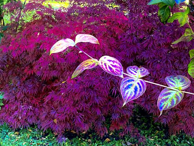 Der Herbst färbt das Laub.  | Foto: Dorothea Neumayr