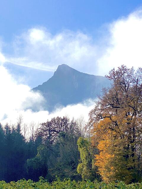 Im Herbst gilt es das Sonnenlicht einzusammeln.  | Foto: Dorothea Neumayr