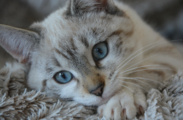 Die Steiermark als „Katzenland“: Zahlreiche Steirerinnen und Steirer schätzen die Gesellschaft von Katzen und ihren positiven Einfluss auf die körperliche und geistige Gesundheit. | Foto: Pixabay