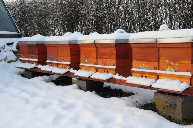 Die meisten Bienen, die bei uns im Sommer um die Blüten fliegen, überleben den Winter nicht. | Foto: Pixabay/maria-anne (Symbolbild)