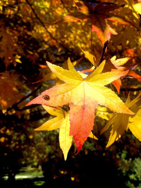 Der Herbst ist eine Zeit des Rückzugs und der Einkehr.  | Foto: Dorothea Neumayr