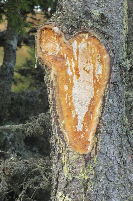Harz für Weihrauch lässt sich auch von heimischen Bäumen sammeln.  | Foto: Dorothea Neumayr