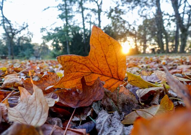 Mit Einzug des Herbsts wird die natürliche Zufuhr von Vitamin D gehemmt. | Foto: Symbolfoto MEV