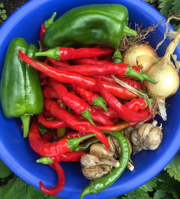 Ein kleiner Teil der erfolgreichen Ernte von Pfefferoni, Paprika, Knoblauch und Zwiebel. 