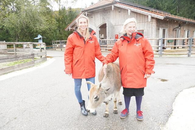 Susanne Arnezeder (links), von der Marketingabteilung auf Gut Aiderbichl und Gisela Pschenitschnig vom Gut Aiderbichl-Team führten durch das Gut in Henndorf. Im Bild mit Zwergzebu Zebuli. | Foto: Emanuel Hasenauer