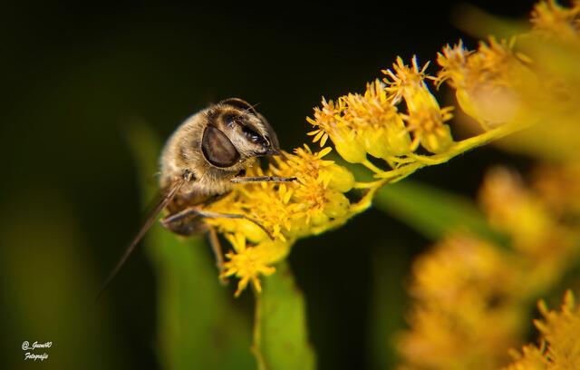 .......Mensch Güni,mir geht's auch nit besser ......