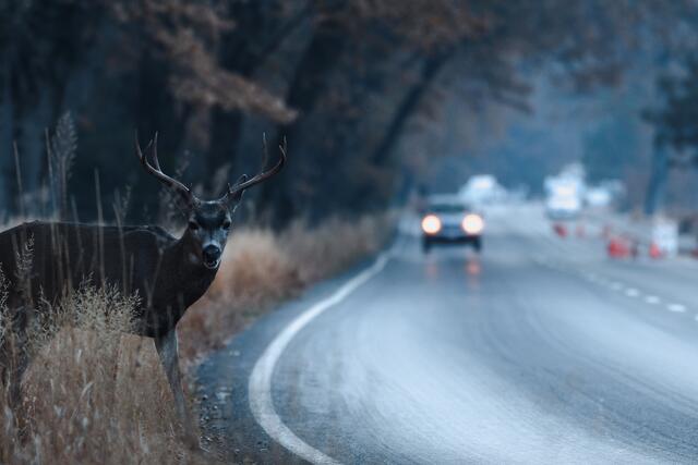Das Wild beginnt nun wieder zu wandern. | Foto: Tabor Chichakly - adobe.stock.com