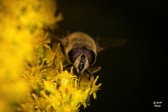 ........das is nix mehr für mei Olta .....