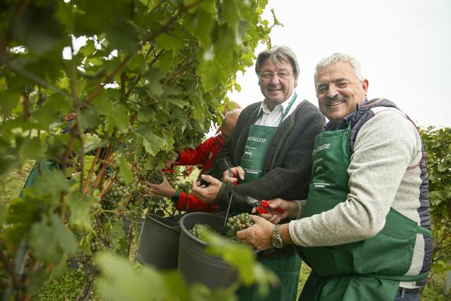 Präsident Josef Schmoll, Rotes Kreuz Niederösterreich und Josef Dockner bei der Weinlese für den Rotkreuz-Wein. | Foto: RK NÖ / M. Hechenberger
