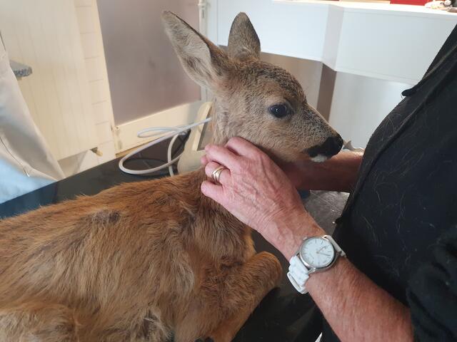Ein verletztes ca. 4 Monate altes Geißkitz wurde von der Tierrettung des Tierparadies Schabenreith versorgt und im Tierheim aufgenommen. | Foto: Tierparadies Schabenreith